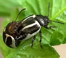 Calligrapha bidenticola male and female mating