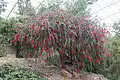 In the National Botanic Garden of Wales