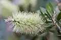 In the Munich Botanic Garden as Callistemon pallidus