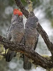 Two immature birds at New Buildings, NSW, Australia: The male is on the left and the female on the right.