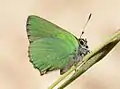 Green hairstreak