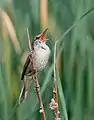 Clamorous reed warbler