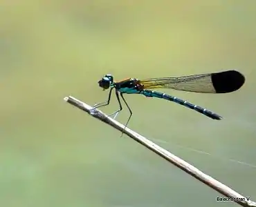 Calocypha laidlawi male