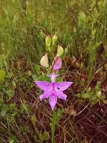 Flower and buds in Saco Heath, Maine