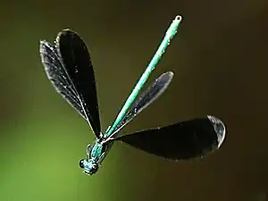 Ebony jewelwing male hover-patrolling