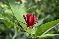 C. occidentalis—western sweetshrub