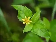 Flowerhead with seven ray flowers