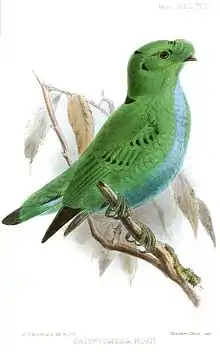 Illustration of green bird with blue underparts and scattered black markings