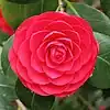 Camellia japonica