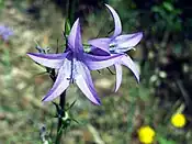 Flowers of Campanula rapunculus