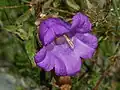 Close up of a flower of Campanula medium