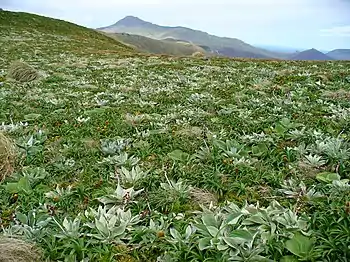 Campbell Island landscape with a megaherb community in the foreground