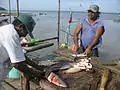 Campeche fishermen cutting up the catch on the Gulf of Mexico.