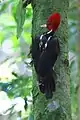 Pale-billed woodpecker along Morpho trail