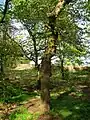 A Camperdown Elm at Spier's parklands that is infected with Rigidoporous ulmarius