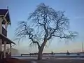 Open-branched Camperdown Elm, Prince Edward Island, Canada