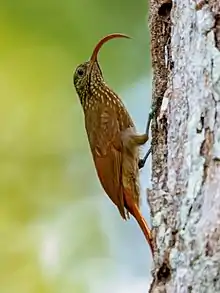 Curve-billed scythebill