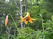 Canada lily