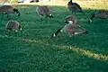 Canada geese in Shoreline Park