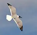 Adult in breeding plumage, American Virgin Islands