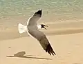 Adult in breeding plumage, American Virgin Islands