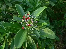 Barbasco(Canella winterana)