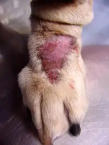 Lick granuloma from excessive licking