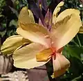 Canna 'Apricot Dream', K. Kelly