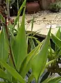 Canna 'Erebus', Armstrong