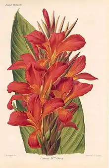 Canna 'Madame Crozy', Crozy 1890