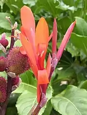 Canna 'Musaefolia Hybrida'