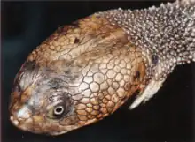 The head of Cann's snake-necked turtle