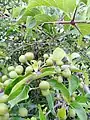 Canthium coromandelicum - fruits