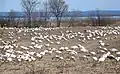 Snow goose