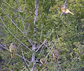 Four in a tree, South Africa