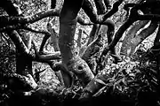 A black-and-white photograph of Van Riebeeck's hedge.