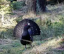 Capercaillie