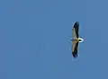 Egyptian vulture, Neophron percnopterus