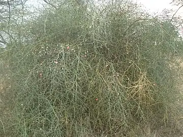 Tree with fruits