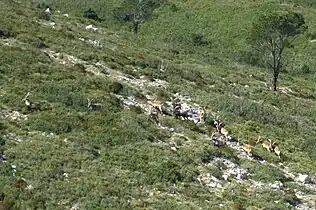 Spanish Ibex at Ports de Tortosa Beseit