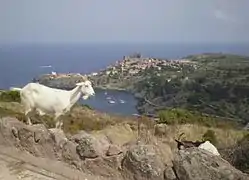 Capraia main village, Capraia island