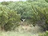 Mule deer (Odocoileus hemionus)