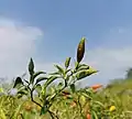 Capsicum annum L. var. fasciculatum Irish.