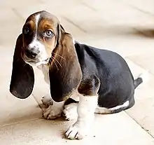 Image 55Basset Hound (from Puppy)