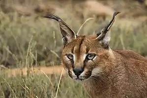 Caracal