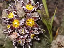 Apteranthes burchardii