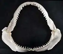 Jaws