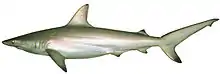 Australian blacktip shark (Carcharhinus tilstoni)