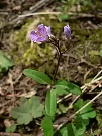 Cardamine nuttalliiNuttall's toothwort