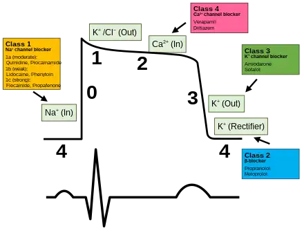 Plot of membrane potential versus time